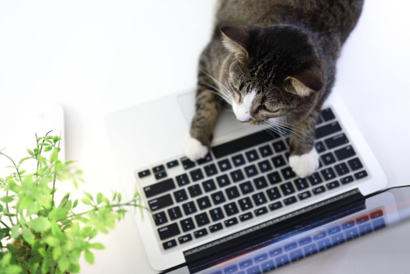 Cat on a Keyboard